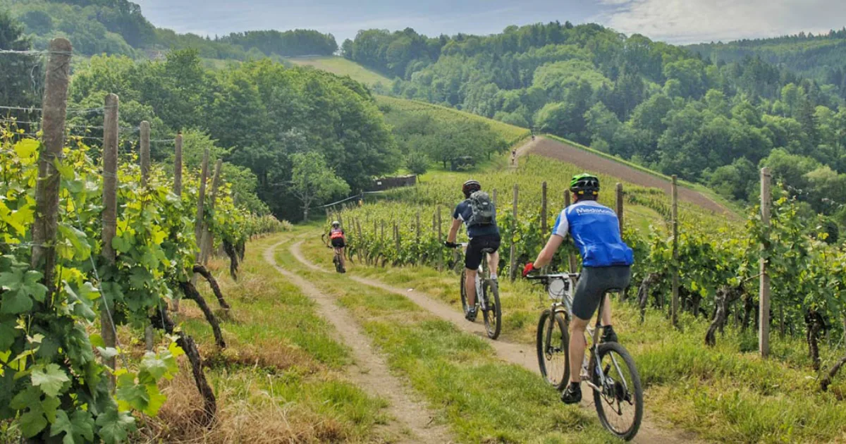 Three cyclists riding a dirt track between rows of vines in the Langhe hills, with woods and green slopes ahead.