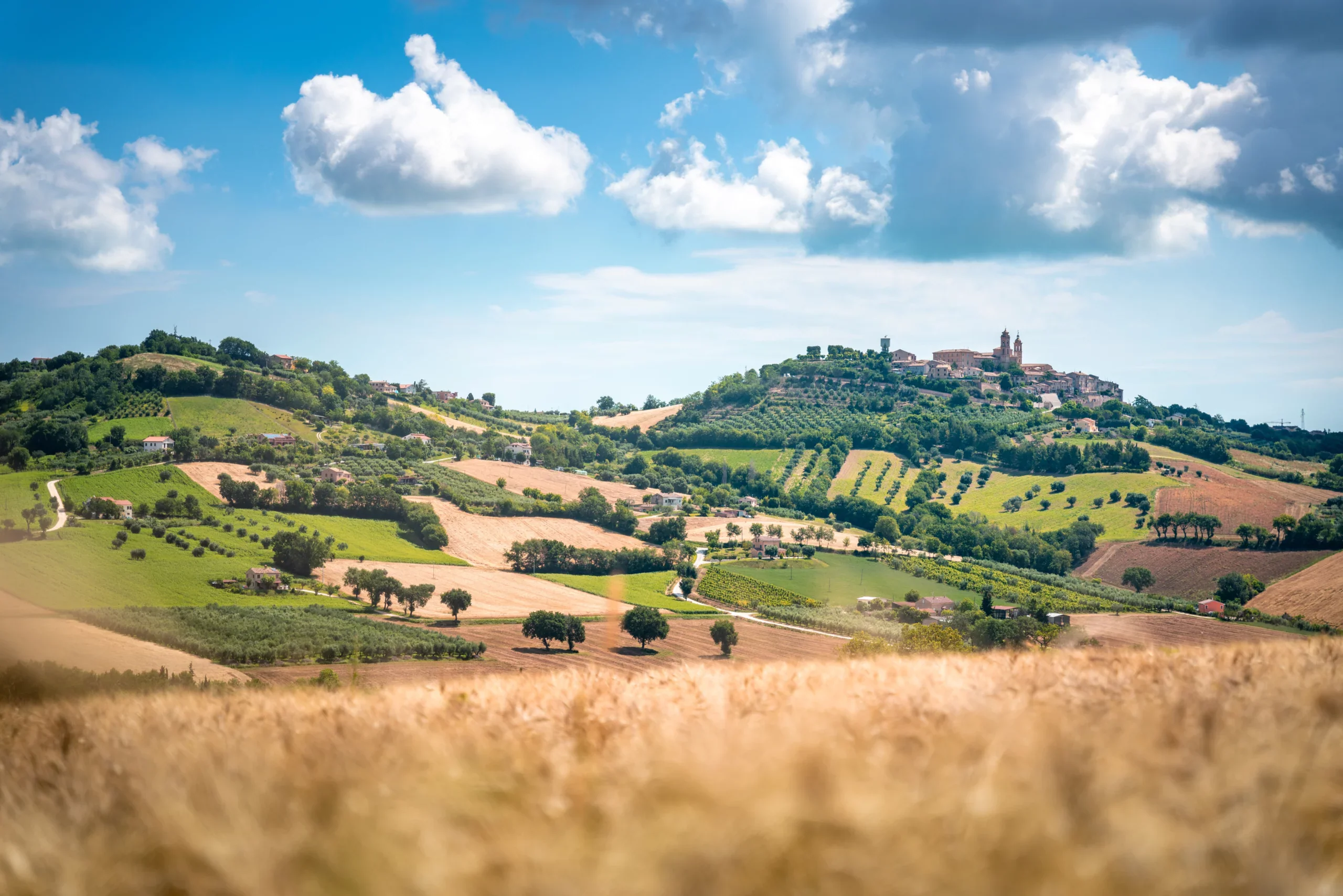 Rolling hills of the Langhe in Piedmont, with a golden wheat field in the foreground, groves lining the terraced slopes and a hilltop village crowned by a bell tower under a cloudy blue sky.