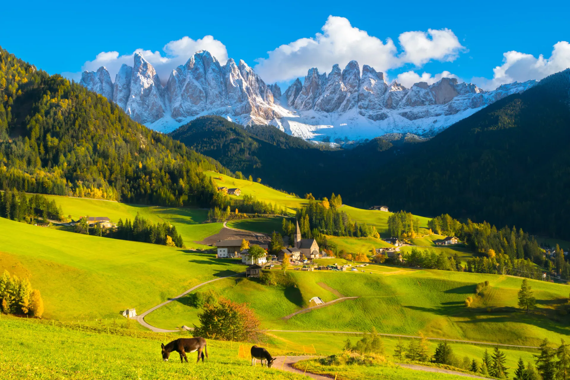 Idyllic landscape of the Val di Funes in the Italian Dolomites. Green meadows with grazing donkeys in the foreground, the church of Santa Maddalena in the middle, and the jagged Odle mountain peaks in the background.