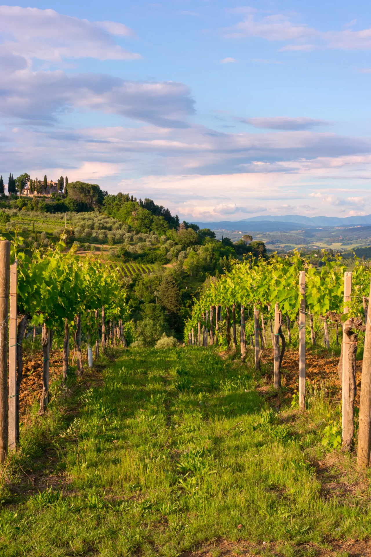 Perspective view between rows of green grapevines in a Tuscan vineyard during golden hour. In the background, rolling hills with cypress trees and a traditional stone farmhouse under a blue sky.